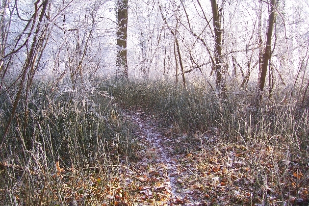 Bild 030.jpg - Der Gießenweg im Naturschutzgebiet Taubergießen beim Europa-Park Rust